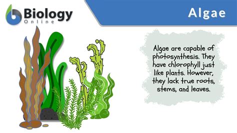 algae in tagalog|algae in English .